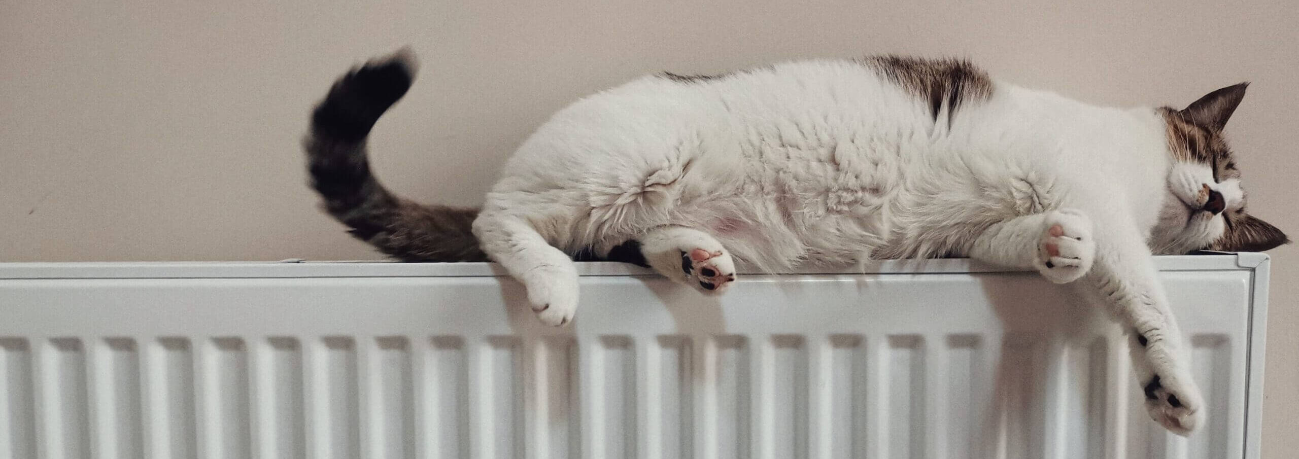 Eine Katze schläft entspannt auf einem Heizkörper in einem Wohnraum